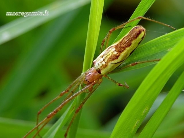 Tetragnatha sp. - Storažandis | Fotografijos autorius : Darius Baužys | © Macrogamta.lt | Šis tinklapis priklauso bendruomenei kuri domisi makro fotografija ir fotografuoja gyvąjį makro pasaulį.