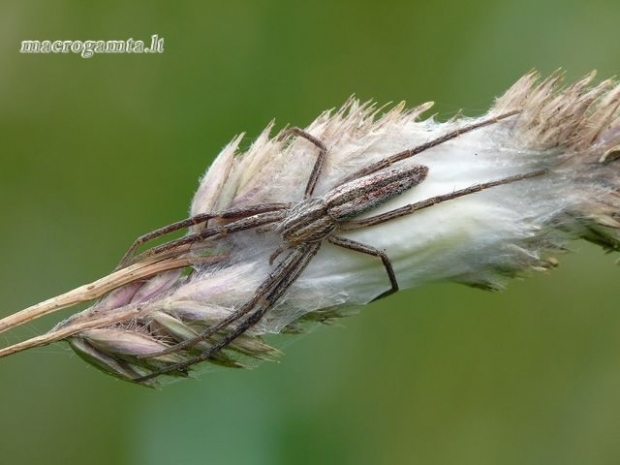 Paprastasis laibavoris - Tibellus oblongus | Fotografijos autorius : Darius Baužys | © Macrogamta.lt | Šis tinklapis priklauso bendruomenei kuri domisi makro fotografija ir fotografuoja gyvąjį makro pasaulį.