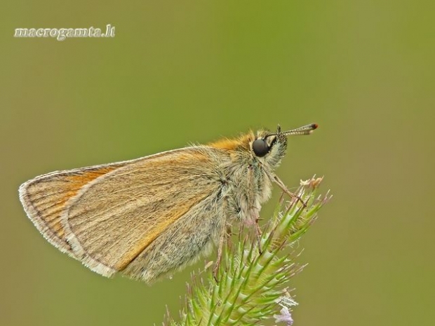 Thymelicus sylvestris - Raudonbuožis storgalvis | Fotografijos autorius : Darius Baužys | © Macrogamta.lt | Šis tinklapis priklauso bendruomenei kuri domisi makro fotografija ir fotografuoja gyvąjį makro pasaulį.