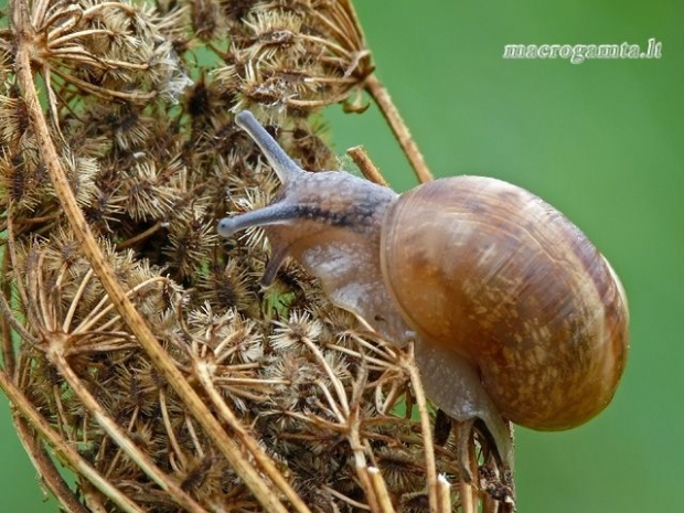 Helix pomatia - Vynuoginė sraigė | Fotografijos autorius : Darius Baužys | © Macrogamta.lt | Šis tinklapis priklauso bendruomenei kuri domisi makro fotografija ir fotografuoja gyvąjį makro pasaulį.