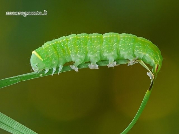 Pseudoips prasinana - Lenktajuostis žalsvys | Fotografijos autorius : Darius Baužys | © Macrogamta.lt | Šis tinklapis priklauso bendruomenei kuri domisi makro fotografija ir fotografuoja gyvąjį makro pasaulį.