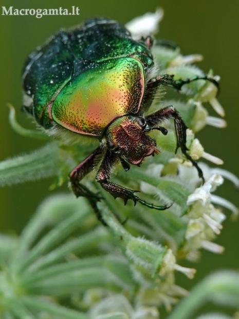 Cetonia aurata - Paprastasis auksavabalis / Bronzinukas | Fotografijos autorius : Darius Baužys | © Macrogamta.lt | Šis tinklapis priklauso bendruomenei kuri domisi makro fotografija ir fotografuoja gyvąjį makro pasaulį.