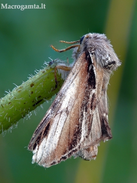 Pheosia gnoma - Beržinis kuodis | Fotografijos autorius : Darius Baužys | © Macrogamta.lt | Šis tinklapis priklauso bendruomenei kuri domisi makro fotografija ir fotografuoja gyvąjį makro pasaulį.