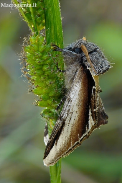 Beržinis kuodis - Pheosia gnoma | Fotografijos autorius : Darius Baužys | © Macrogamta.lt | Šis tinklapis priklauso bendruomenei kuri domisi makro fotografija ir fotografuoja gyvąjį makro pasaulį.