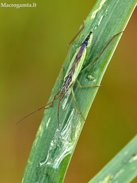 Skeltagalvė žolblakė - Notostira elongata (Geoffroy- 1785) | Fotografijos autorius : Darius Baužys | © Macrogamta.lt | Šis tinklapis priklauso bendruomenei kuri domisi makro fotografija ir fotografuoja gyvąjį makro pasaulį.