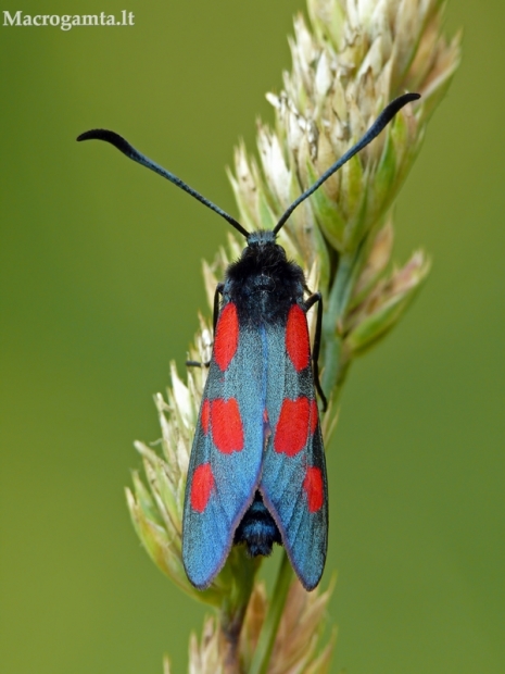 Paprastasis marguolis - Zygaena lonicerae (Scheven- 1777) | Fotografijos autorius : Darius Baužys | © Macrogamta.lt | Šis tinklapis priklauso bendruomenei kuri domisi makro fotografija ir fotografuoja gyvąjį makro pasaulį.