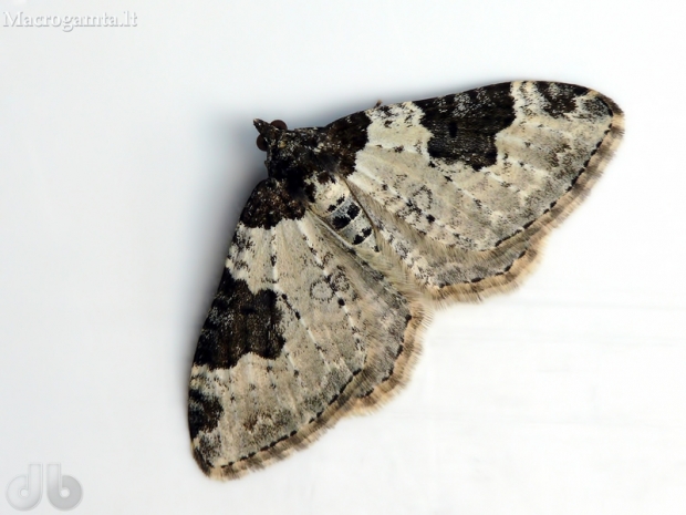 Paprastoji cidarija - Xanthorhoe fluctuata (Linnaeus- 1758) | Fotografijos autorius : Darius Baužys | © Macrogamta.lt | Šis tinklapis priklauso bendruomenei kuri domisi makro fotografija ir fotografuoja gyvąjį makro pasaulį.