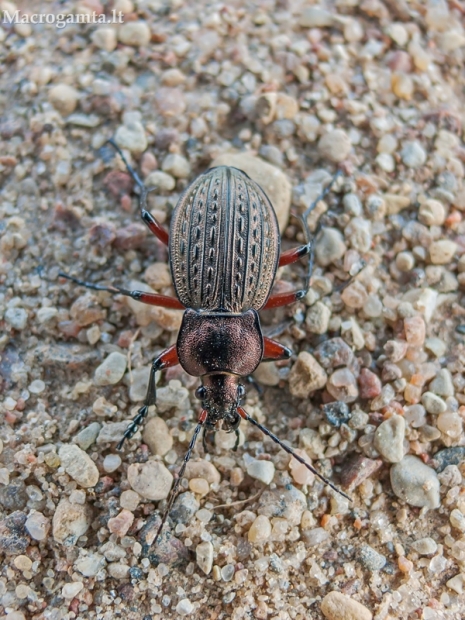 Raudonšlaunis puošniažygis - Carabus cancellatus | Fotografijos autorius : Darius Baužys | © Macrogamta.lt | Šis tinklapis priklauso bendruomenei kuri domisi makro fotografija ir fotografuoja gyvąjį makro pasaulį.