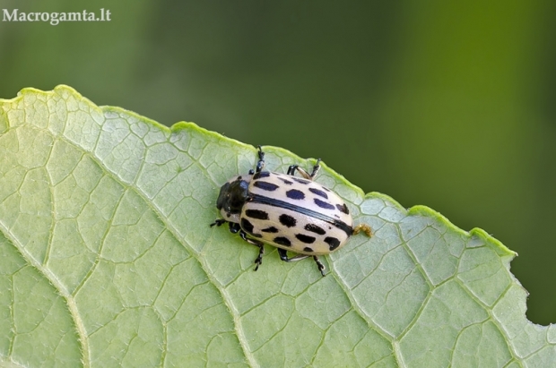 Taškuotasis gluosninukas - Chrysomela vigintipunctata | Fotografijos autorius : Darius Baužys | © Macrogamta.lt | Šis tinklapis priklauso bendruomenei kuri domisi makro fotografija ir fotografuoja gyvąjį makro pasaulį.