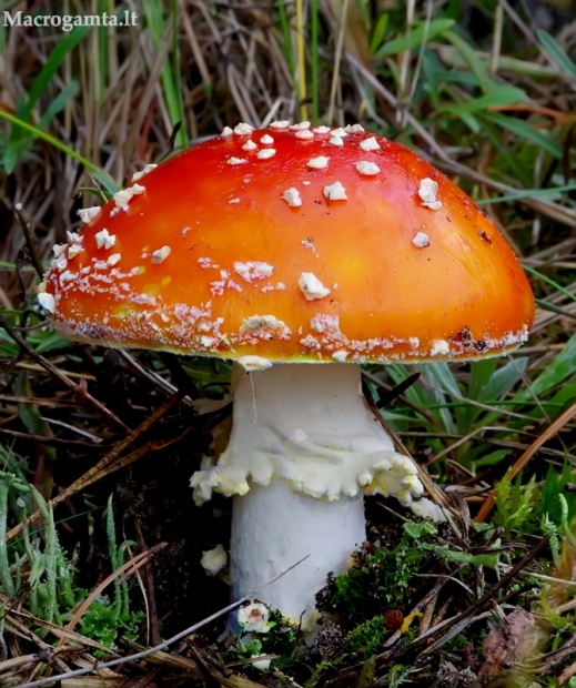 Paprastoji musmirė - Amanita muscaria | Fotografijos autorius : Romas Ferenca | © Macrogamta.lt | Šis tinklapis priklauso bendruomenei kuri domisi makro fotografija ir fotografuoja gyvąjį makro pasaulį.