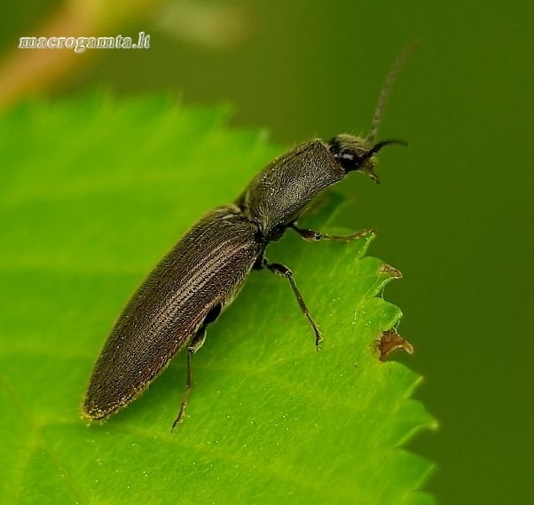 Athous haemorrhoidalis - Rausvapilvis laukaspragšis | Fotografijos autorius : Romas Ferenca | © Macrogamta.lt | Šis tinklapis priklauso bendruomenei kuri domisi makro fotografija ir fotografuoja gyvąjį makro pasaulį.