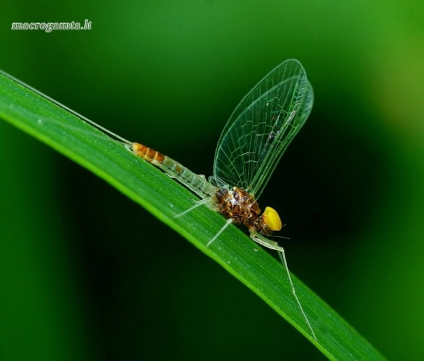 Lašalas - Baetis sp. | Fotografijos autorius : Romas Ferenca | © Macrogamta.lt | Šis tinklapis priklauso bendruomenei kuri domisi makro fotografija ir fotografuoja gyvąjį makro pasaulį.