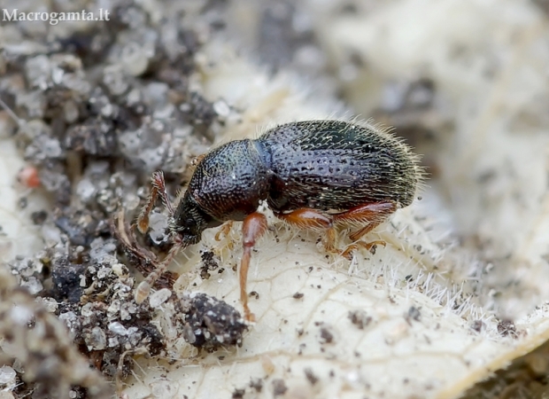 Straubliukas - Barypeithes pellucidus | Fotografijos autorius : Romas Ferenca | © Macrogamta.lt | Šis tinklapis priklauso bendruomenei kuri domisi makro fotografija ir fotografuoja gyvąjį makro pasaulį.