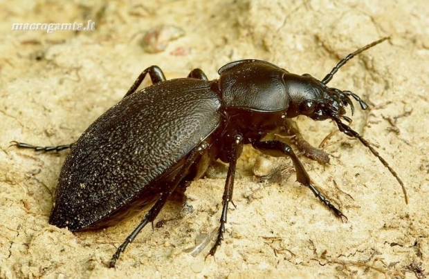 Carabus coriaceus - Didysis puošniažygis | Fotografijos autorius : Romas Ferenca | © Macrogamta.lt | Šis tinklapis priklauso bendruomenei kuri domisi makro fotografija ir fotografuoja gyvąjį makro pasaulį.