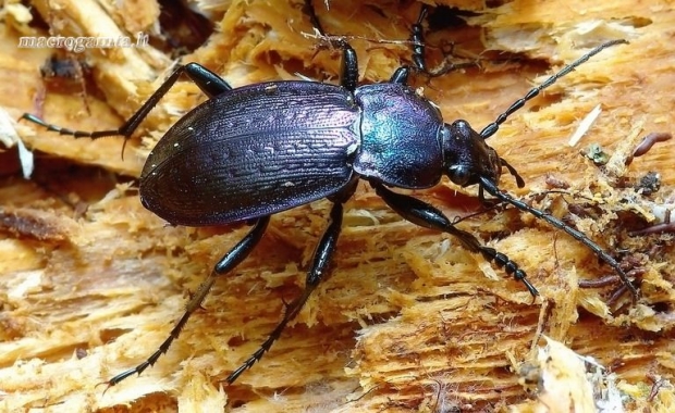 Carabus arcensis - Dirvinis puošniažygis | Fotografijos autorius : Romas Ferenca | © Macrogamta.lt | Šis tinklapis priklauso bendruomenei kuri domisi makro fotografija ir fotografuoja gyvąjį makro pasaulį.