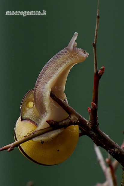 Rudalūpė dryžė - Cepaea nemoralis | Fotografijos autorius : Romas Ferenca | © Macrogamta.lt | Šis tinklapis priklauso bendruomenei kuri domisi makro fotografija ir fotografuoja gyvąjį makro pasaulį.