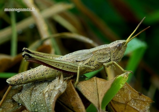 Chrysochraon dispar - Neporinis skėriukas | Fotografijos autorius : Romas Ferenca | © Macrogamta.lt | Šis tinklapis priklauso bendruomenei kuri domisi makro fotografija ir fotografuoja gyvąjį makro pasaulį.