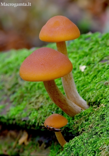 Karteklė - Gymnopilus sp. ? | Fotografijos autorius : Romas Ferenca | © Macrogamta.lt | Šis tinklapis priklauso bendruomenei kuri domisi makro fotografija ir fotografuoja gyvąjį makro pasaulį.