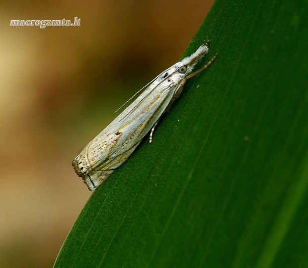Crambus lathoniellus - Pievinis žolinukas | Fotografijos autorius : Romas Ferenca | © Macrogamta.lt | Šis tinklapis priklauso bendruomenei kuri domisi makro fotografija ir fotografuoja gyvąjį makro pasaulį.