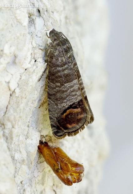 Obuolinis vaisėdis - Cydia pomonella | Fotografijos autorius : Romas Ferenca | © Macrogamta.lt | Šis tinklapis priklauso bendruomenei kuri domisi makro fotografija ir fotografuoja gyvąjį makro pasaulį.