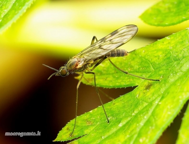 Langinis uodas - Sylvicola fenestralis | Fotografijos autorius : Romas Ferenca | © Macrogamta.lt | Šis tinklapis priklauso bendruomenei kuri domisi makro fotografija ir fotografuoja gyvąjį makro pasaulį.