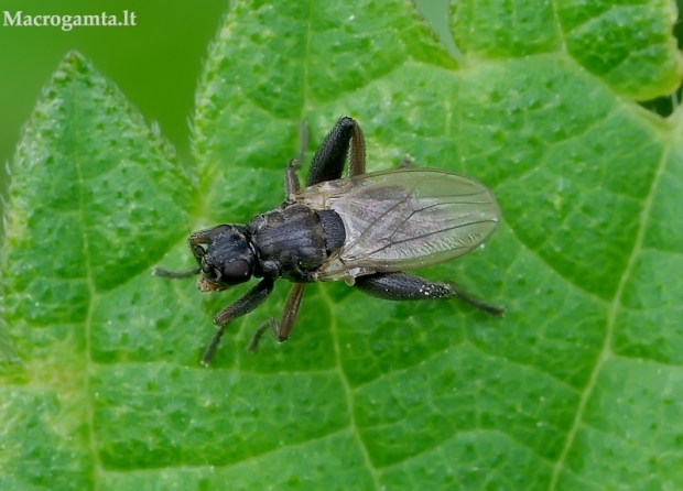 Musė - Sphaerocera curvipes | Fotografijos autorius : Romas Ferenca | © Macrogamta.lt | Šis tinklapis priklauso bendruomenei kuri domisi makro fotografija ir fotografuoja gyvąjį makro pasaulį.