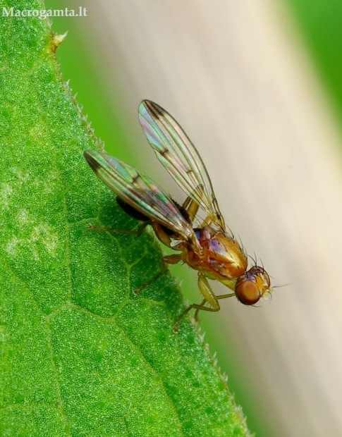 Musė - Geomyza sp. | Fotografijos autorius : Romas Ferenca | © Macrogamta.lt | Šis tinklapis priklauso bendruomenei kuri domisi makro fotografija ir fotografuoja gyvąjį makro pasaulį.