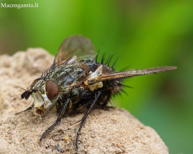 Linnaemya picta - Dygliamusė | Fotografijos autorius : Romas Ferenca | © Macrogamta.lt | Šis tinklapis priklauso bendruomenei kuri domisi makro fotografija ir fotografuoja gyvąjį makro pasaulį.