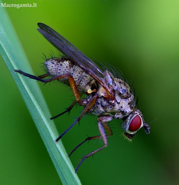 Hylemya nigrimana - Žiedenė | Fotografijos autorius : Romas Ferenca | © Macrogamta.lt | Šis tinklapis priklauso bendruomenei kuri domisi makro fotografija ir fotografuoja gyvąjį makro pasaulį.