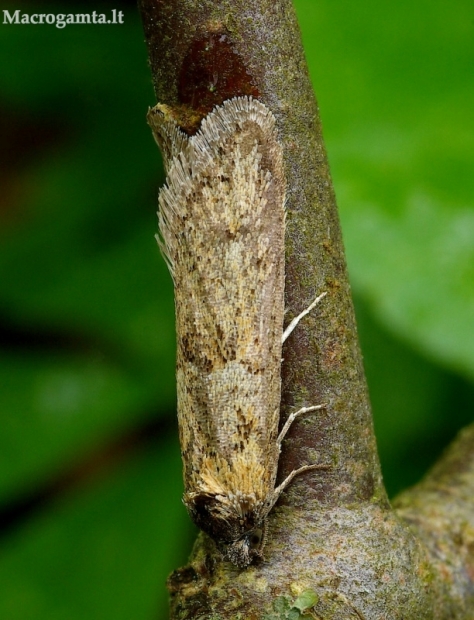 Ankstyvasis tortrikodas - Tortricodes alternella  | Fotografijos autorius : Romas Ferenca | © Macrogamta.lt | Šis tinklapis priklauso bendruomenei kuri domisi makro fotografija ir fotografuoja gyvąjį makro pasaulį.