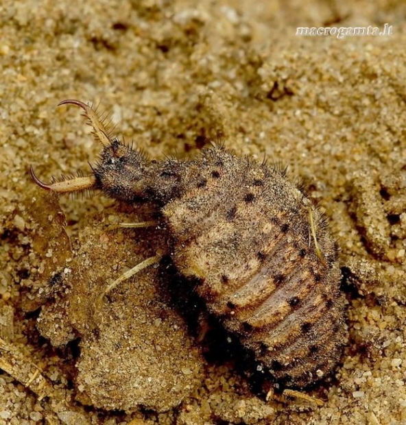 Paprastasis skruzdžių liūtas - Myrmeleon formicarius | Fotografijos autorius : Romas Ferenca | © Macrogamta.lt | Šis tinklapis priklauso bendruomenei kuri domisi makro fotografija ir fotografuoja gyvąjį makro pasaulį.