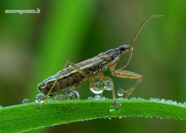 Nabis flavomarginatus - Plačioji skerdblakė | Fotografijos autorius : Romas Ferenca | © Macrogamta.lt | Šis tinklapis priklauso bendruomenei kuri domisi makro fotografija ir fotografuoja gyvąjį makro pasaulį.