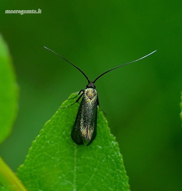 Nemophora metallica - Buožaininė ilgaūsė makštinė kandis | Fotografijos autorius : Romas Ferenca | © Macrogamta.lt | Šis tinklapis priklauso bendruomenei kuri domisi makro fotografija ir fotografuoja gyvąjį makro pasaulį.