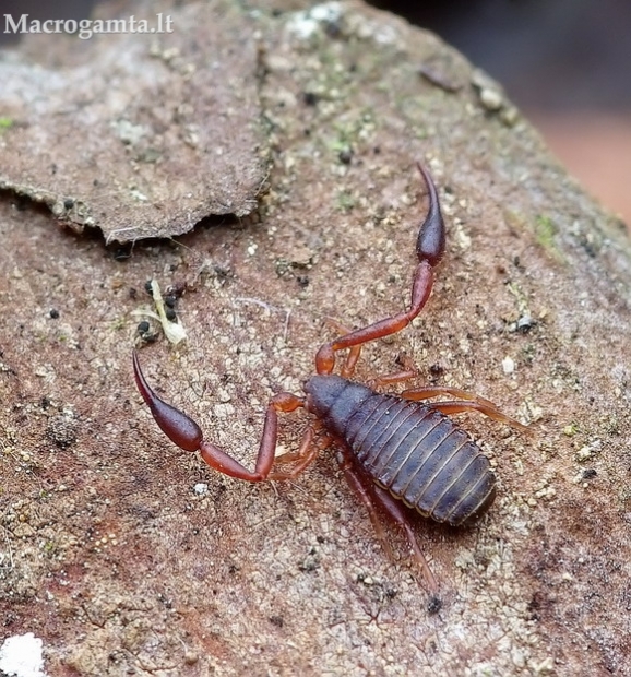 Chelifer cancroides - Knyginis pseudoskorpionas | Fotografijos autorius : Romas Ferenca | © Macrogamta.lt | Šis tinklapis priklauso bendruomenei kuri domisi makro fotografija ir fotografuoja gyvąjį makro pasaulį.