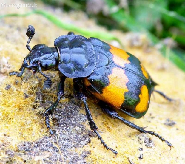 Nicrophorus vespilloides - Juodbuožis duobkasys | Fotografijos autorius : Romas Ferenca | © Macrogamta.lt | Šis tinklapis priklauso bendruomenei kuri domisi makro fotografija ir fotografuoja gyvąjį makro pasaulį.