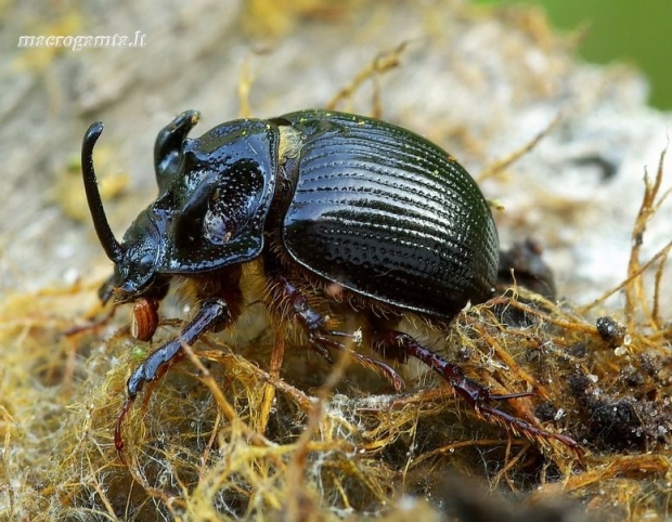 Bolboceras armiger - Grybinis mėšlavabalis ♂ | Fotografijos autorius : Romas Ferenca | © Macrogamta.lt | Šis tinklapis priklauso bendruomenei kuri domisi makro fotografija ir fotografuoja gyvąjį makro pasaulį.