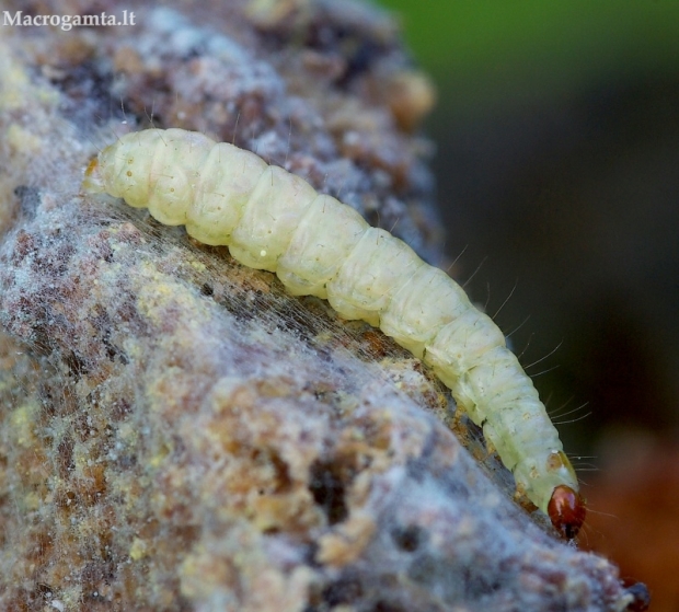 Pietinis ugniukas - Plodia interpunctella, vikšras | Fotografijos autorius : Romas Ferenca | © Macrogamta.lt | Šis tinklapis priklauso bendruomenei kuri domisi makro fotografija ir fotografuoja gyvąjį makro pasaulį.