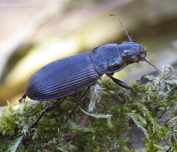 Paprastasis smiltžygis - Pterostichus melanarius | Fotografijos autorius : Romas Ferenca | © Macrogamta.lt | Šis tinklapis priklauso bendruomenei kuri domisi makro fotografija ir fotografuoja gyvąjį makro pasaulį.