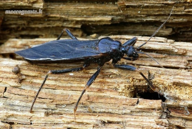 Reduvius personatus - Tamsioji plėšriablakė | Fotografijos autorius : Romas Ferenca | © Macrogamta.lt | Šis tinklapis priklauso bendruomenei kuri domisi makro fotografija ir fotografuoja gyvąjį makro pasaulį.