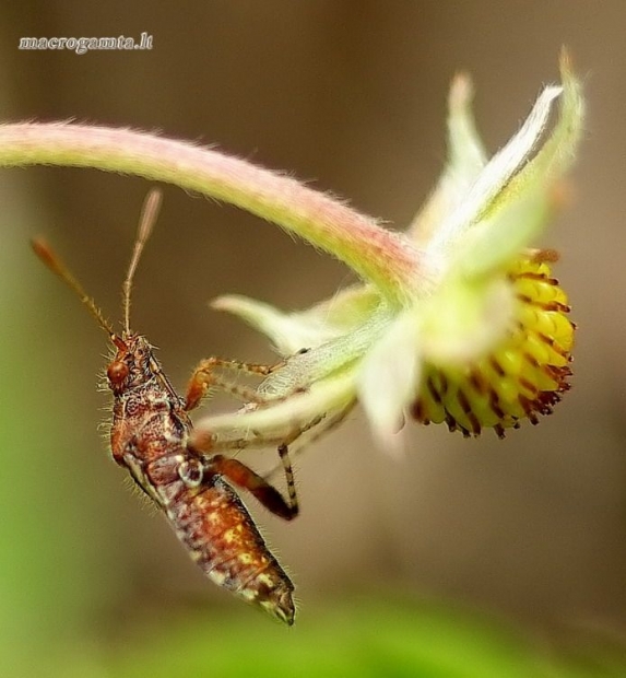 Rhopalus subrufus - Dryžapilvė kampuotblakė | Fotografijos autorius : Romas Ferenca | © Macrogamta.lt | Šis tinklapis priklauso bendruomenei kuri domisi makro fotografija ir fotografuoja gyvąjį makro pasaulį.