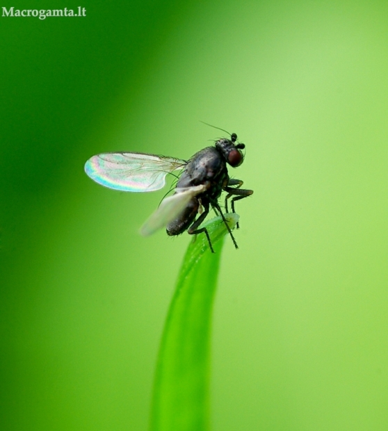 Musė - Pullimosina sp. | Fotografijos autorius : Romas Ferenca | © Macrogamta.lt | Šis tinklapis priklauso bendruomenei kuri domisi makro fotografija ir fotografuoja gyvąjį makro pasaulį.