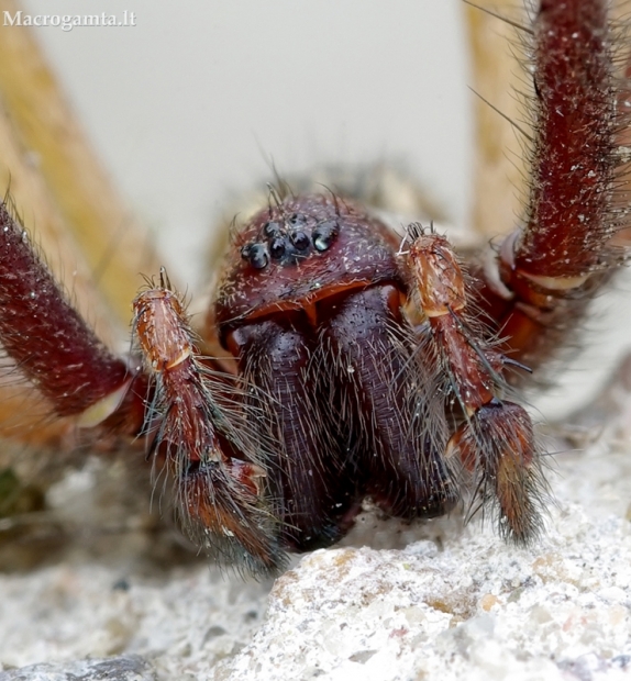 Kampavoris - Tegenaria sp. | Fotografijos autorius : Romas Ferenca | © Macrogamta.lt | Šis tinklapis priklauso bendruomenei kuri domisi makro fotografija ir fotografuoja gyvąjį makro pasaulį.