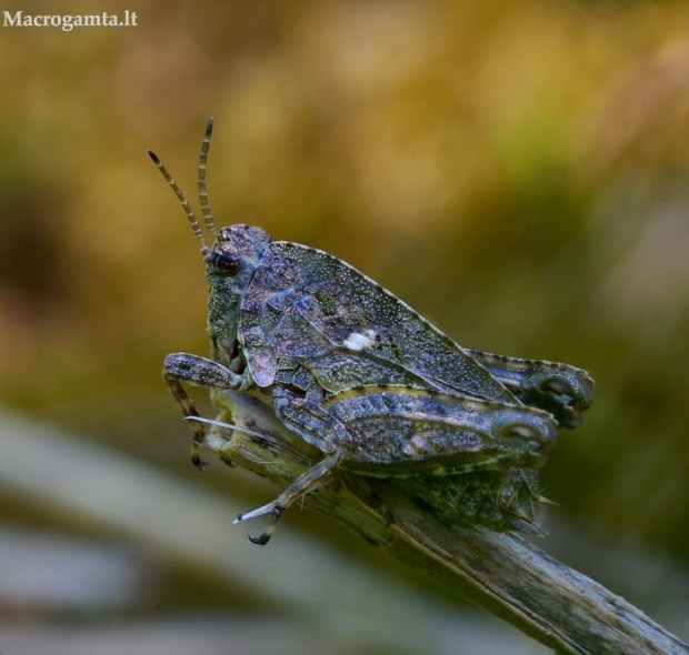 Dvitaškis šokliukas-Tetrix bipunctata | Fotografijos autorius : Romas Ferenca | © Macrogamta.lt | Šis tinklapis priklauso bendruomenei kuri domisi makro fotografija ir fotografuoja gyvąjį makro pasaulį.