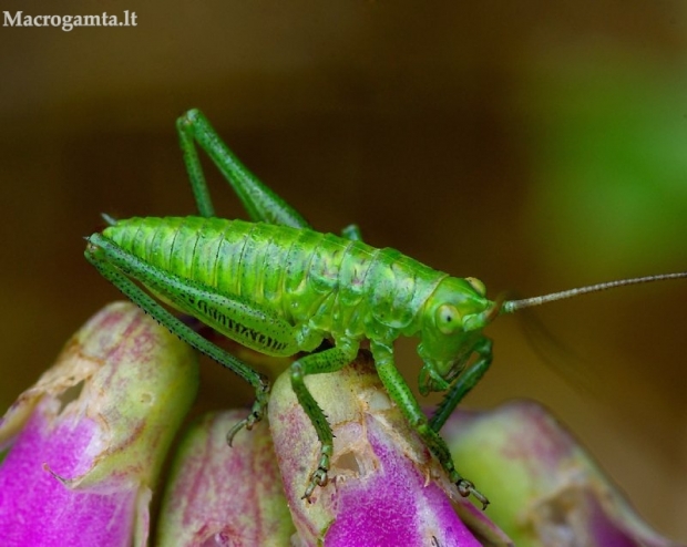 Tettigoniidae - Žiogas | Fotografijos autorius : Romas Ferenca | © Macrogamta.lt | Šis tinklapis priklauso bendruomenei kuri domisi makro fotografija ir fotografuoja gyvąjį makro pasaulį.