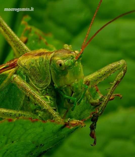 Tettigonia cantans - Žiogas giesmininkas | Fotografijos autorius : Romas Ferenca | © Macrogamta.lt | Šis tinklapis priklauso bendruomenei kuri domisi makro fotografija ir fotografuoja gyvąjį makro pasaulį.