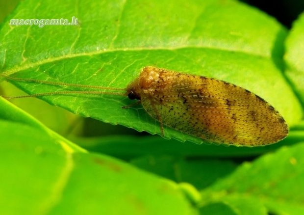 Wesmaelius concinnus - Šilinis lapasparnis | Fotografijos autorius : Romas Ferenca | © Macrogamta.lt | Šis tinklapis priklauso bendruomenei kuri domisi makro fotografija ir fotografuoja gyvąjį makro pasaulį.