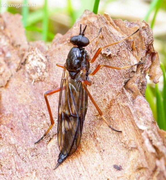 Musė - Xylophagus junki | Fotografijos autorius : Romas Ferenca | © Macrogamta.lt | Šis tinklapis priklauso bendruomenei kuri domisi makro fotografija ir fotografuoja gyvąjį makro pasaulį.