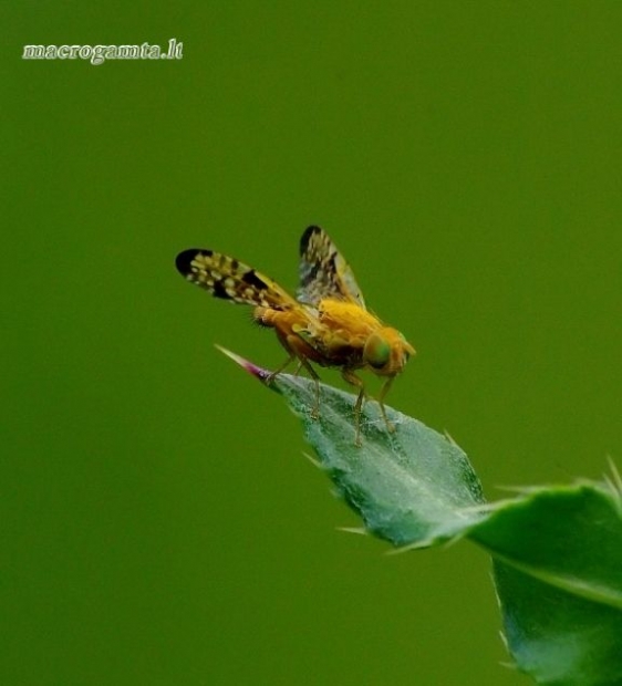 Xyphosia miliaria - Margasparnė | Fotografijos autorius : Romas Ferenca | © Macrogamta.lt | Šis tinklapis priklauso bendruomenei kuri domisi makro fotografija ir fotografuoja gyvąjį makro pasaulį.