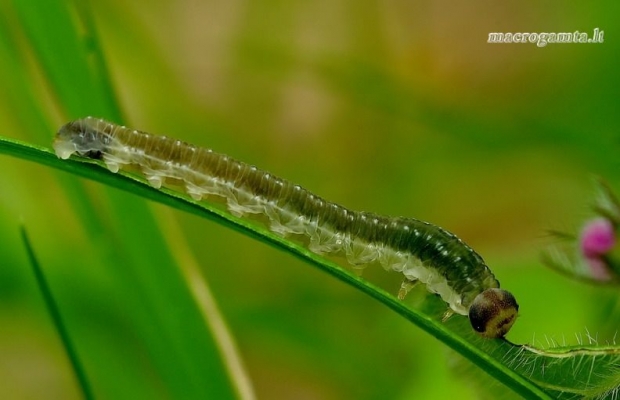 Pjūklelio lerva | Fotografijos autorius : Romas Ferenca | © Macrogamta.lt | Šis tinklapis priklauso bendruomenei kuri domisi makro fotografija ir fotografuoja gyvąjį makro pasaulį.