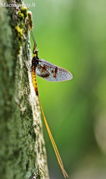 Lašalas sp. | Fotografijos autorius : Deividas Makavičius | © Macrogamta.lt | Šis tinklapis priklauso bendruomenei kuri domisi makro fotografija ir fotografuoja gyvąjį makro pasaulį.